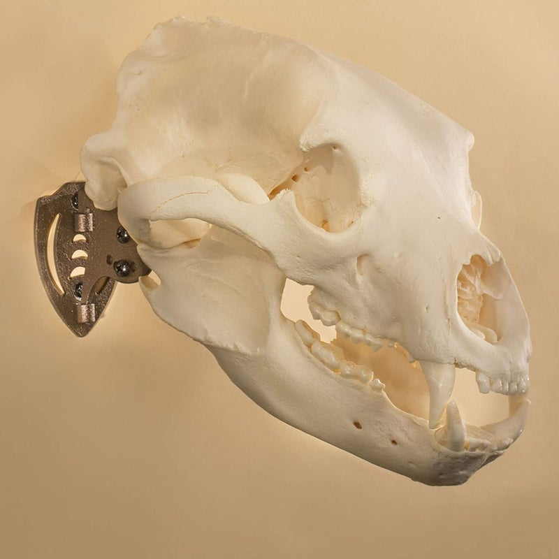 Skull Hooker Mini Hooker Skull Hanger - Perfect Kit for Hanging and Mounting Taxidermy Bear, Small Deer, Pronghorn, and Other Smaller Skulls for Display, Robust Brown - Image 2